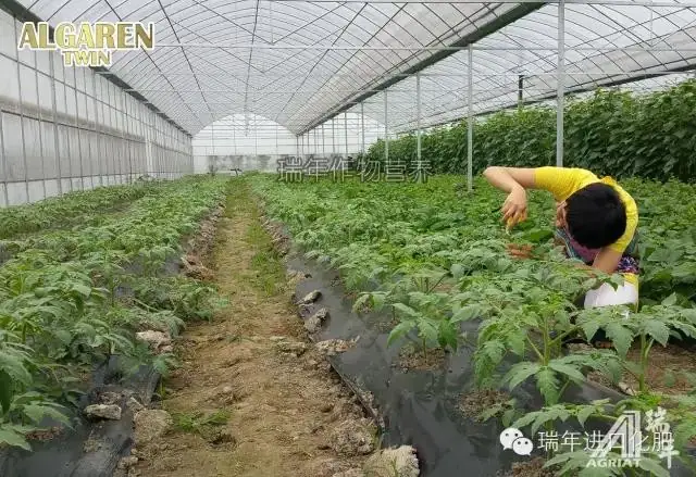 绿力海康在番茄育苗试验2—促生长促开花