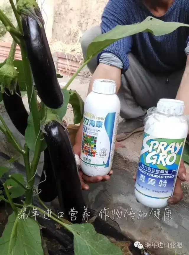 用绿力海康,茄子乌黑靓丽有光泽