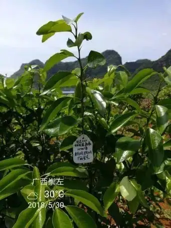 铠佳620防治柑橘溃疡病案例
