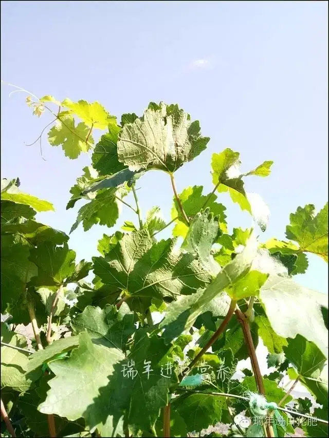 绿力M100有助葡萄木质化