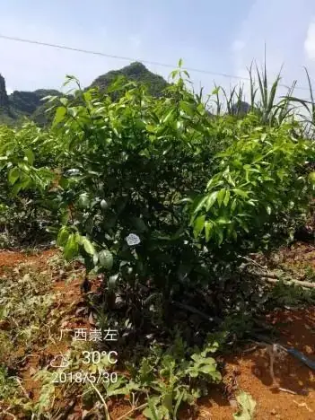 铠佳620防治柑橘溃疡病案例