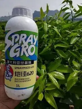铠佳620防治柑橘溃疡病案例