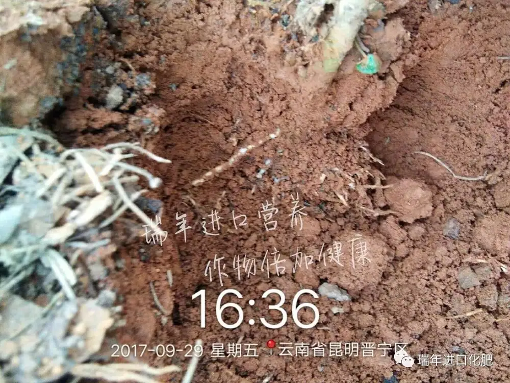 优碳+海康,生根好搭档
