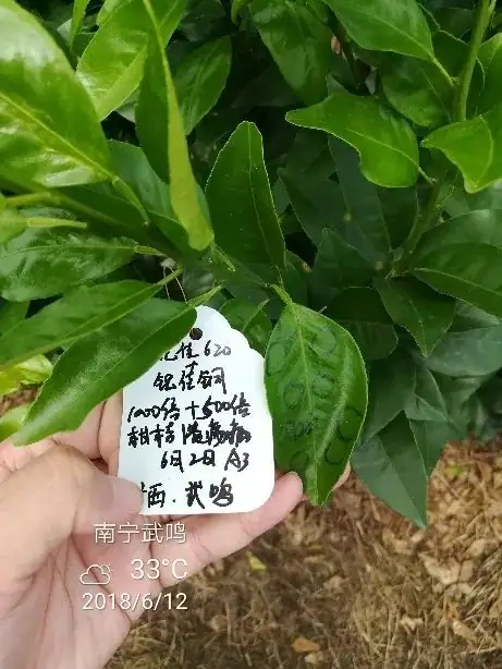 铠佳620+铠佳铜 强强联手 共抗溃疡