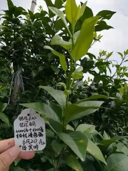 铠佳硅为您的柑橘生长保驾护航