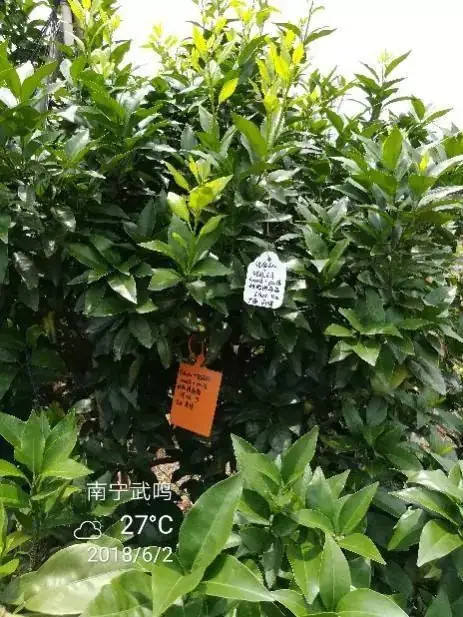铠佳620防治柑橘溃疡病案例