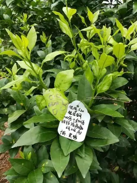 铠佳620+铠佳铜 强强联手 共抗溃疡