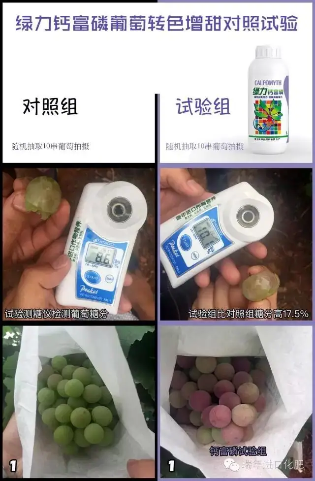 绿力钙富磷葡萄转色增甜试验-实地照片对比