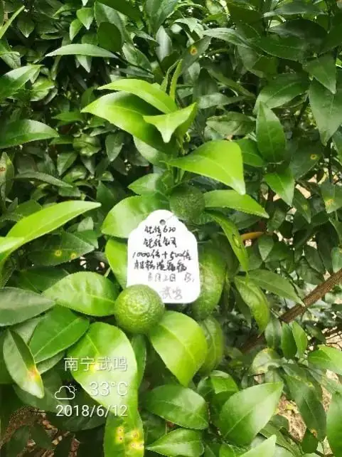 铠佳620+铠佳铜 强强联手 共抗溃疡