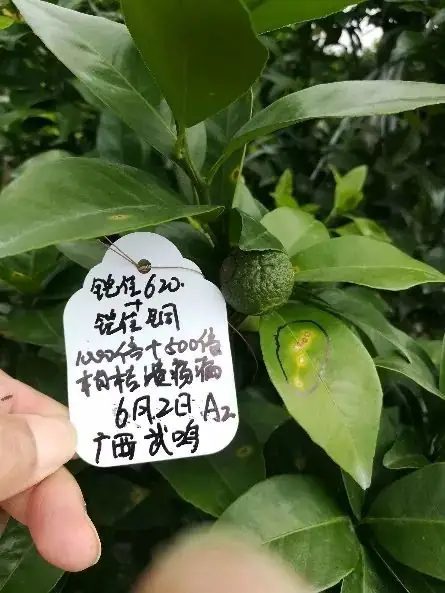 铠佳620+铠佳铜 强强联手 共抗溃疡