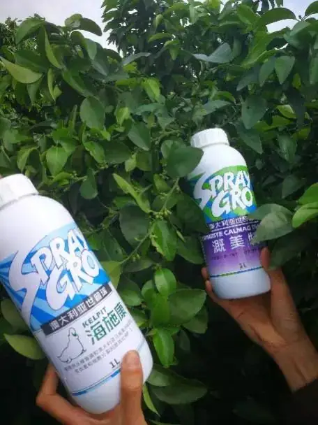 海施康+溉美特柑橘保花保果显身手