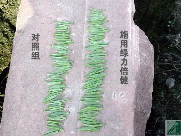 绿力倍健在茶叶上取得显著效果