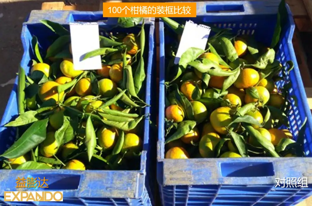 益膨达——果实自然膨大,更多A级果