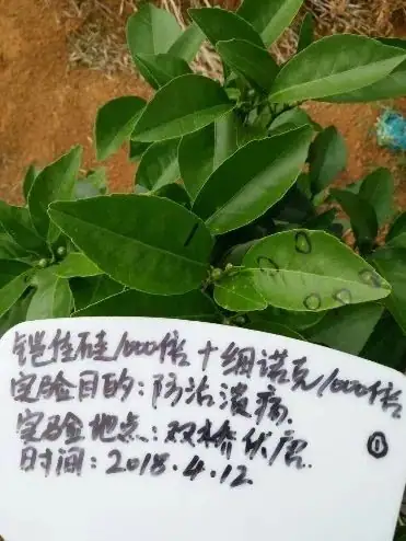 铠佳硅为您的柑橘生长保驾护航