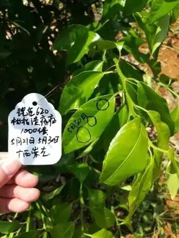 铠佳620防治柑橘溃疡病案例