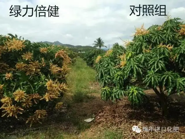 绿力倍健对芒果催花效果显著