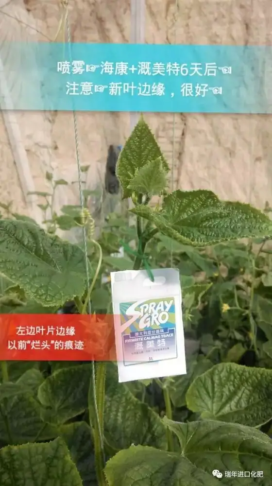 解决蔬菜烂头——就用海康溉美特组合