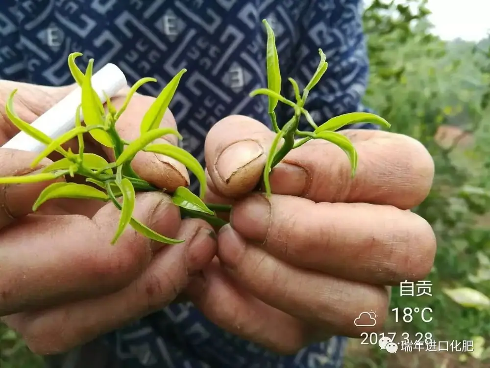 柑橘用海施康，枝头萌发旺