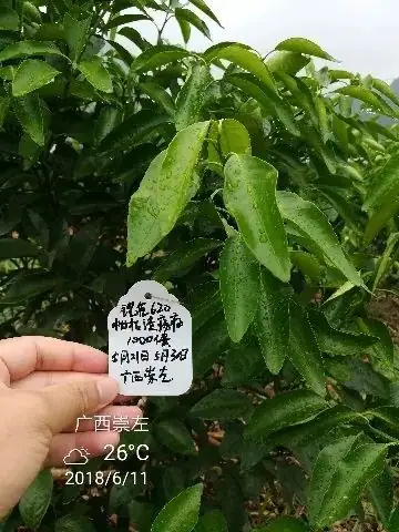 铠佳620防治柑橘溃疡病案例