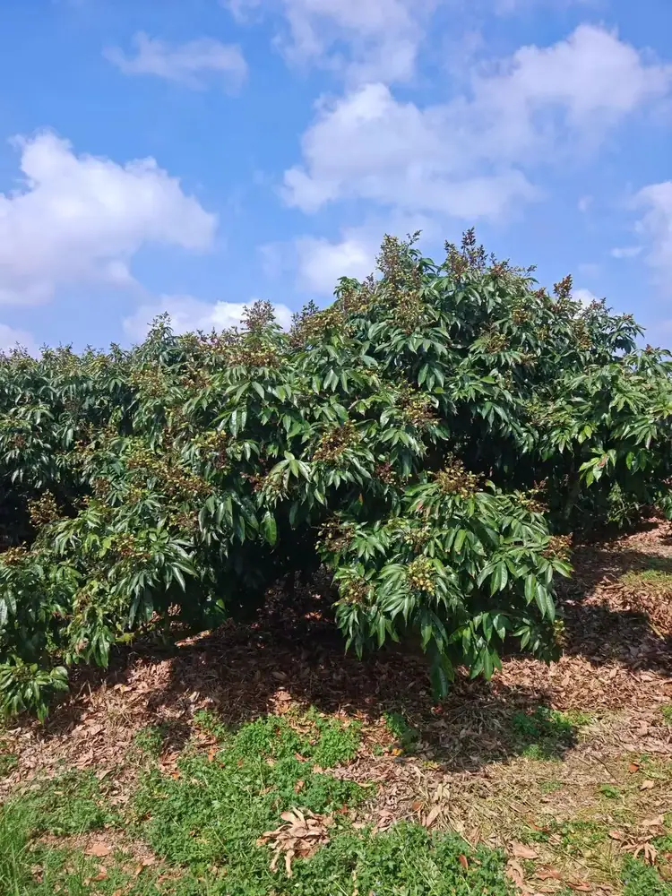 怎得荔枝压枝头 智微硼钼解您忧