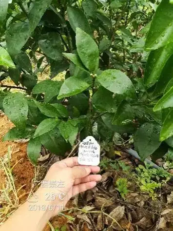 铠佳620防治柑橘溃疡病案例