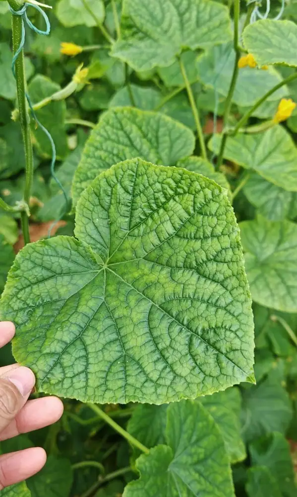 瑞年方案助力寿光大棚黄瓜得高产