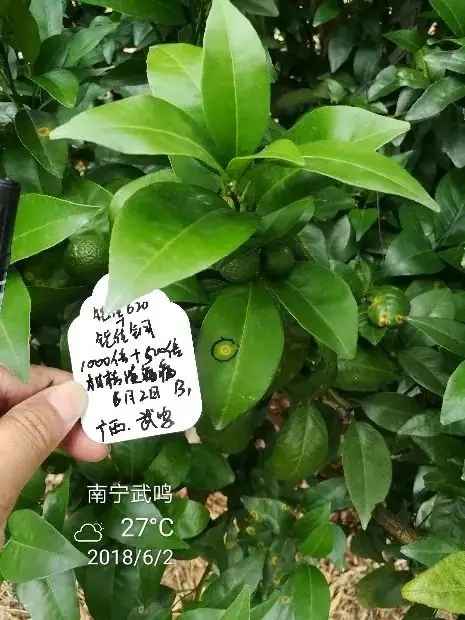 铠佳620+铠佳铜 强强联手 共抗溃疡