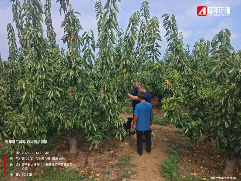 科耐晒助力辽宁大樱桃安全越夏