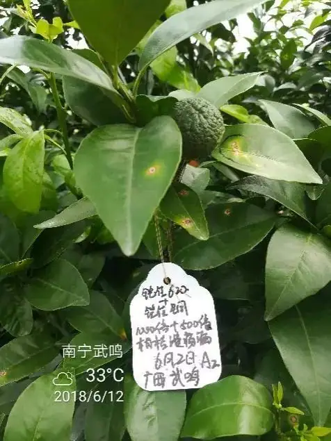 铠佳620+铠佳铜 强强联手 共抗溃疡