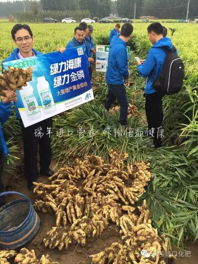 杭州瑞年举办大姜全程套餐测产观摩会
