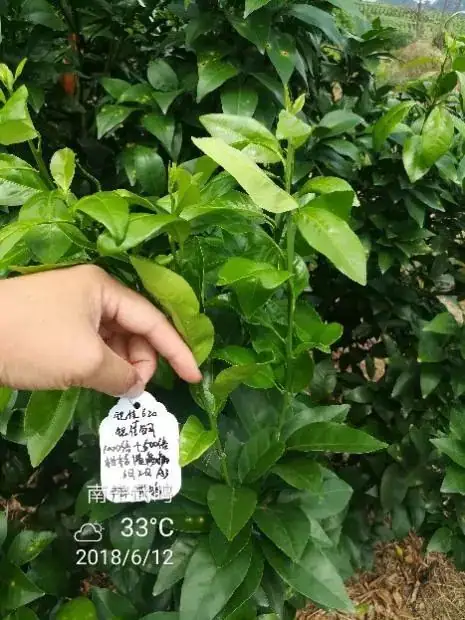 铠佳620+铠佳铜 强强联手 共抗溃疡