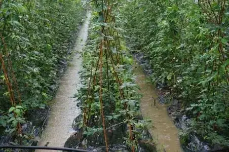暴雨过后如何生产自救,这里有你需要知道的