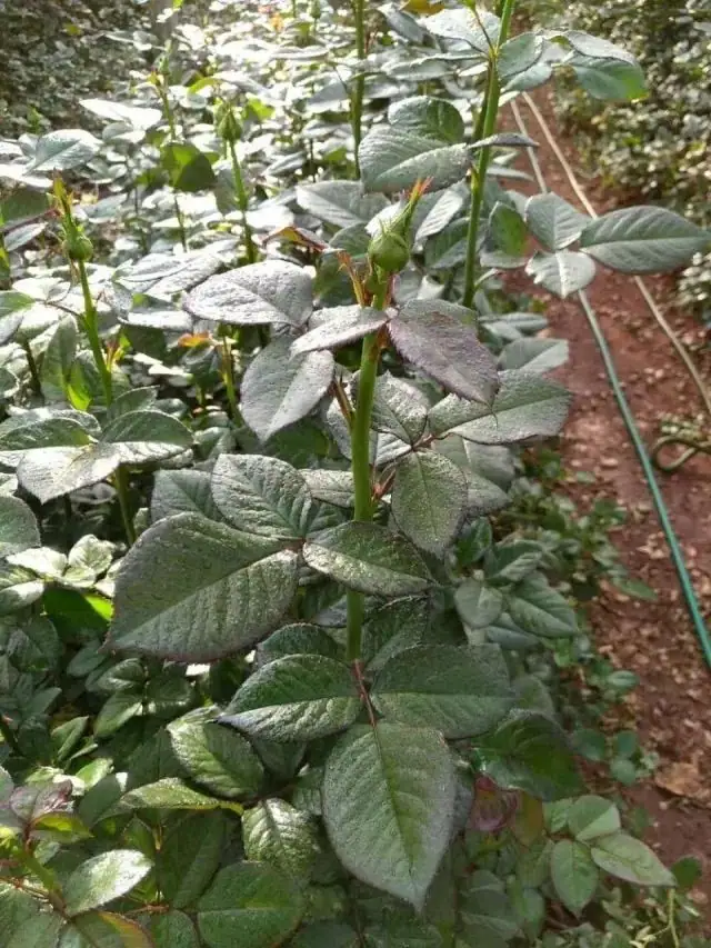 骄阳夏日,杭州瑞年为广大种植户提供技术服务
