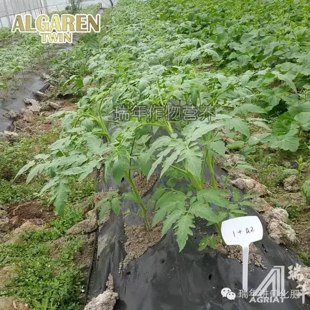 绿力海康在番茄育苗试验2—促生长促开花