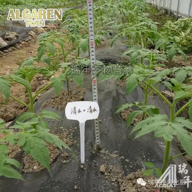 绿力海康在番茄育苗试验2—促生长促开花