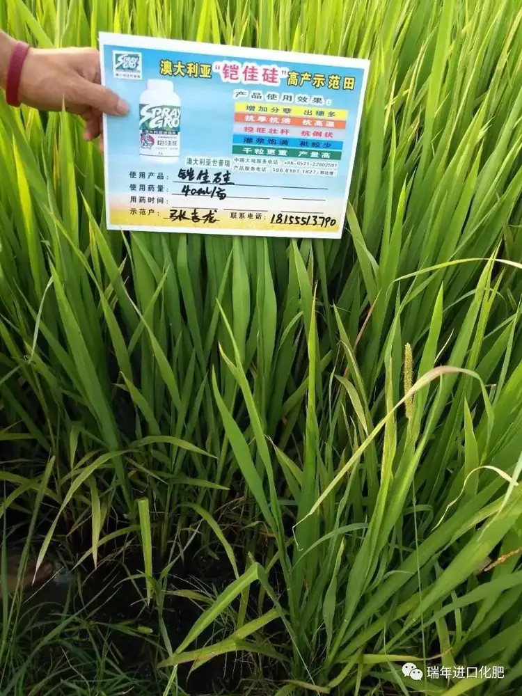 世普瑞铠佳硅水稻种浸种试验