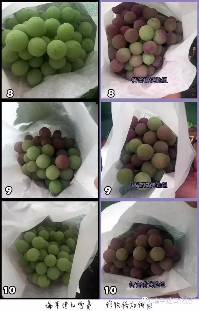 绿力钙富磷葡萄转色增甜试验-实地照片对比