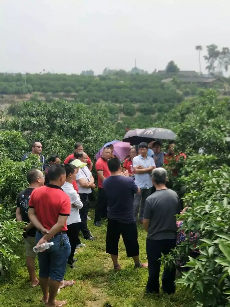 铠佳620-----柑橘李子更丰产 营养防控真是灵