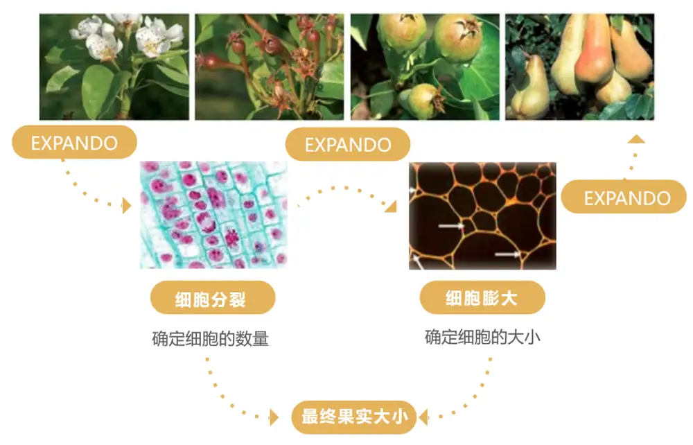 益膨达——果实自然膨大,更多A级果