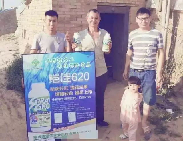铠佳620促温棚冬枣转色