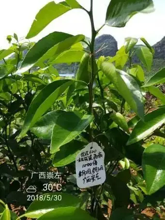 铠佳620防治柑橘溃疡病案例