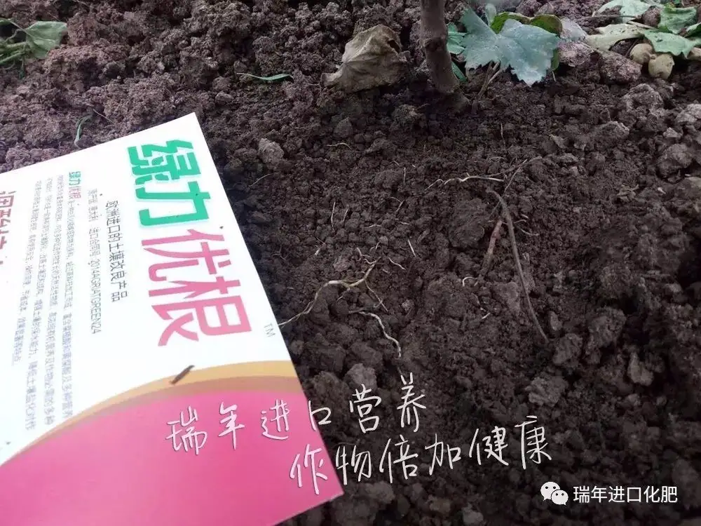 云南元谋举办绿力优根现场观摩会