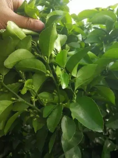 海施康+溉美特柑橘保花保果显身手