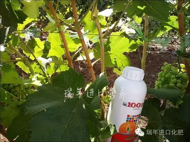 绿力M100有助葡萄木质化