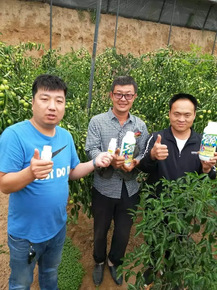 陕西农户应用铠佳620在红枣转色上