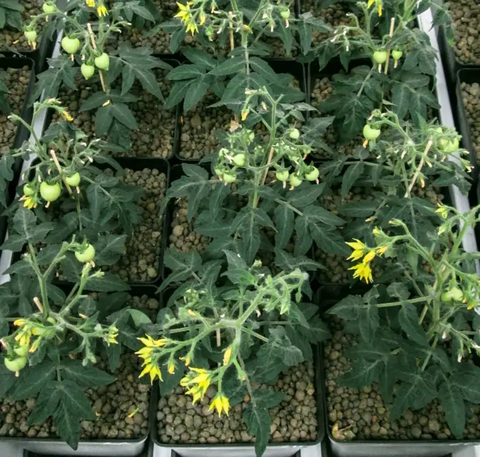 益膨达——果实自然膨大,更多A级果