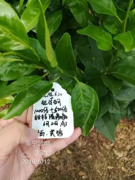 铠佳620+铠佳铜 强强联手 共抗溃疡