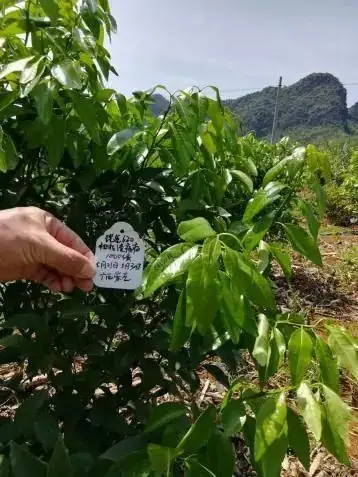 铠佳620防治柑橘溃疡病案例