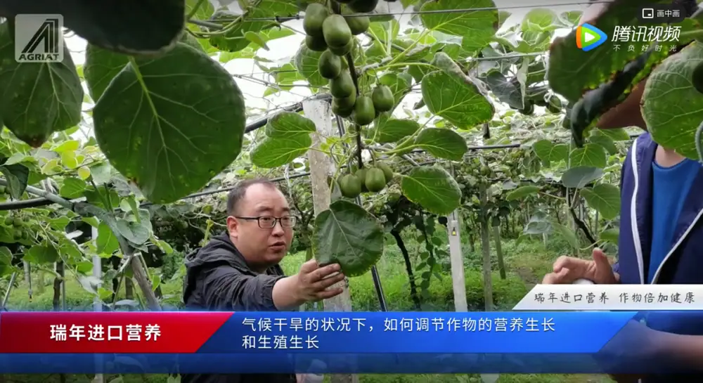猕猴桃膨大阶段管理和调节剂使用注意事项