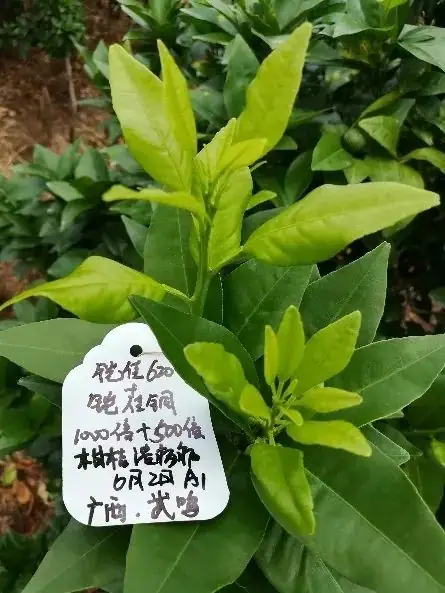 铠佳620+铠佳铜 强强联手 共抗溃疡